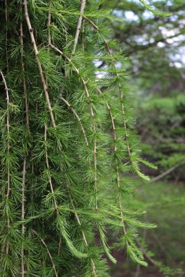 Larix decidua,europea 'Pendula' - Modřín opadavý - jehlice 1